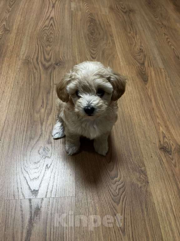 Собаки в Москве: Очаровательная девочка мальтипу f1 Девочка, 60 000 руб. - фото 6