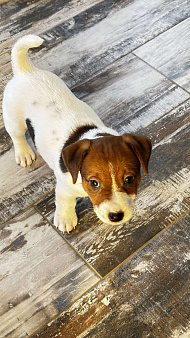 Щенок джек-рассел-терьер от титулованных родителей