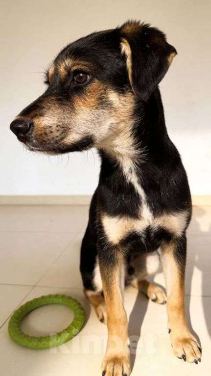 Собаки в Москве: Щенок-подросток Индеец ищет дом Мальчик, Бесплатно - фото 4