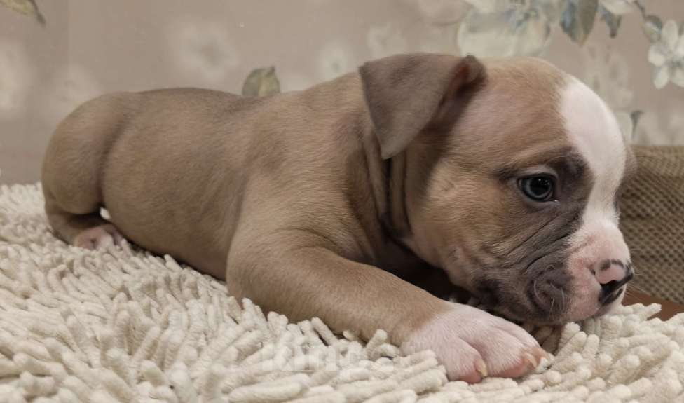 Собаки в Новосибирске: щенки американского булли Разнополые, Бесплатно - фото 5