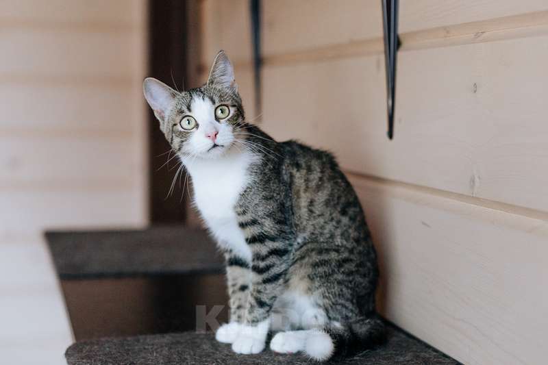 Кошки в Москве: Веселые непоседы Валли и Хлоя ищут семью Девочка, 1 руб. - фото 9