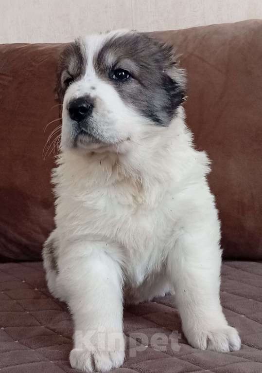 Собаки в Печоре: Девочка САО Девочка, 30 000 руб. - фото 2