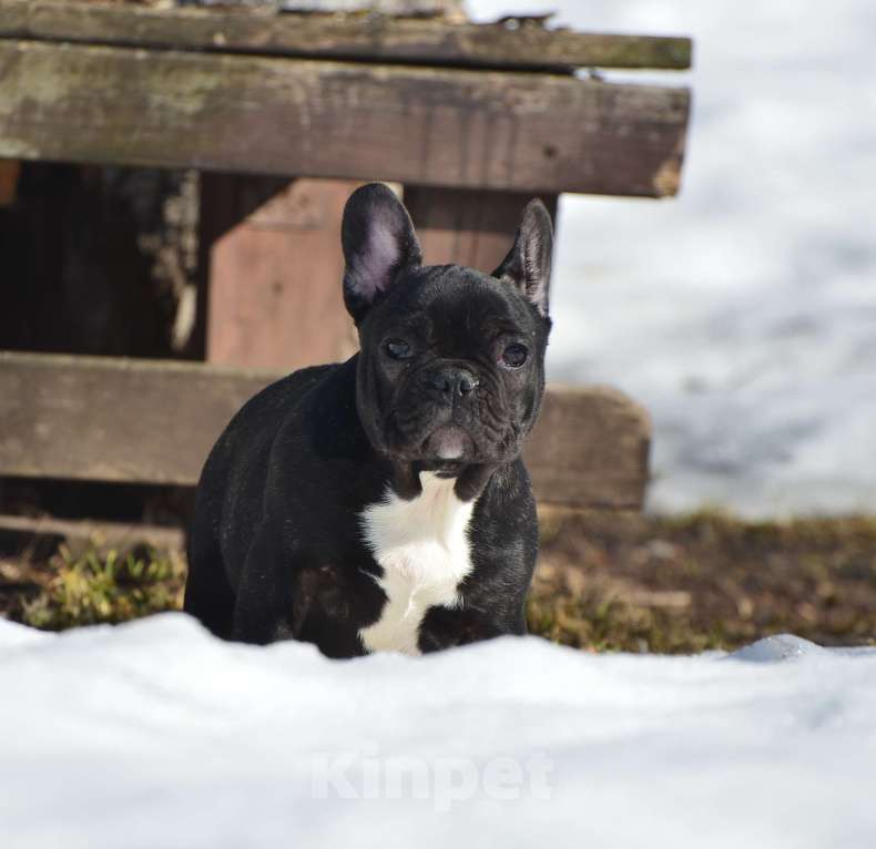 Собаки в Старом Купавне: Французский друг Мальчик, 50 000 руб. - фото 1
