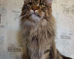 Кошки в Моздоке: Питомник кошек, Бесплатно - фото 4