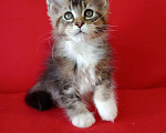 Кошки в Калаче-На-Доне: Котята мейн кун, 30 000 руб. - фото 3
