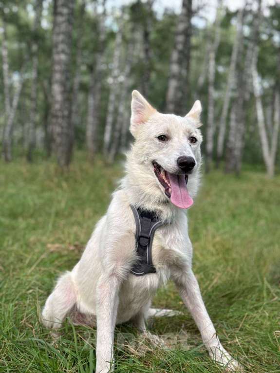 Собаки в Москве: Молодая собака Юкки Девочка, Бесплатно - фото 2