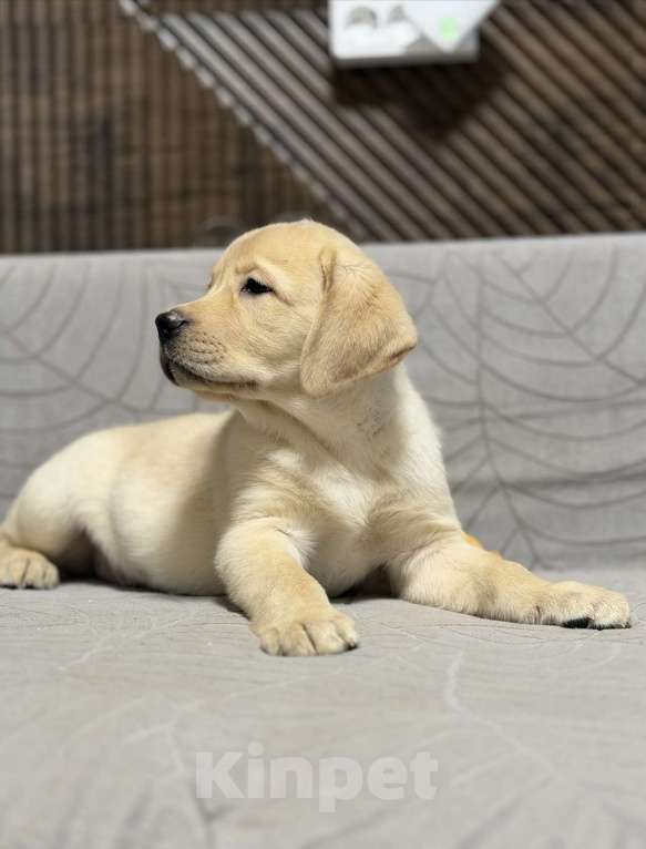 Собаки в других городах Московской области: Щенок лабрадора Мальчик, 80 000 руб. - фото 6