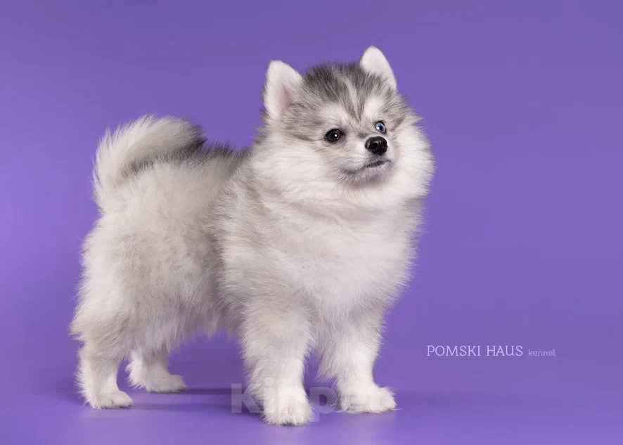 Собаки в Нижнем Новгороде: мини волки Мальчик, 50 000 руб. - фото 2