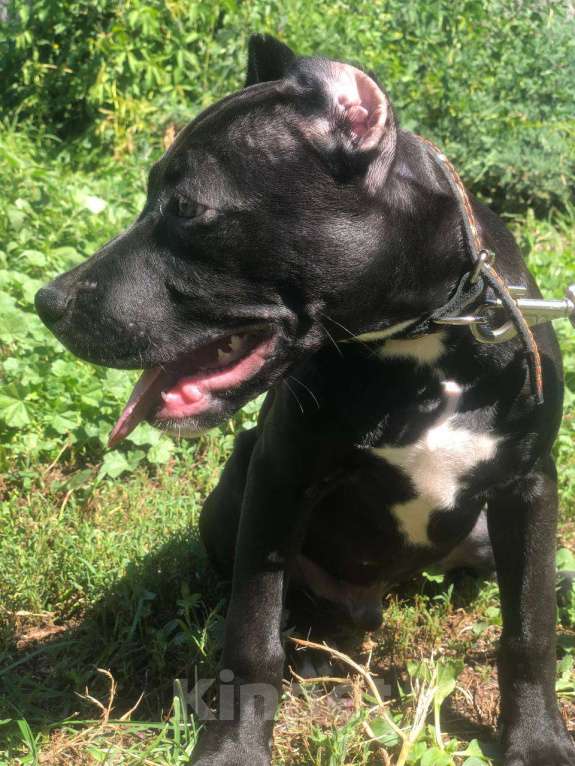 Собаки в Курске: Мальчик американский питбультерьер Мальчик, 15 000 руб. - фото 3