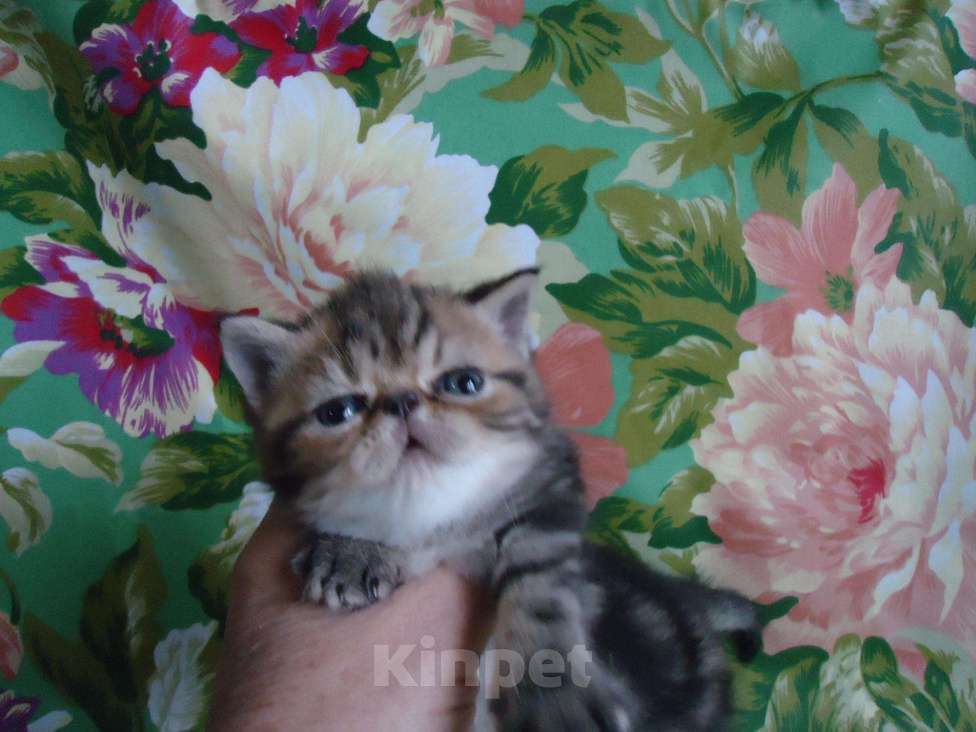 Кошки в Владимире: Малыш-экзотик, 7 000 руб. - фото 1