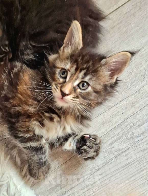 Кошки в Москве: Пресненские котята породы мейн-кун. Ангелина Девочка, 50 000 руб. - фото 3