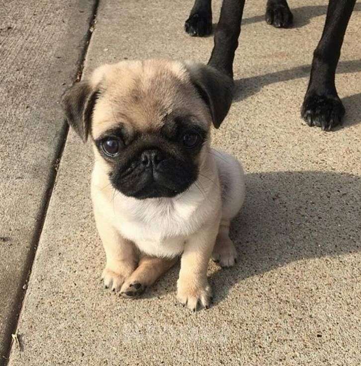 Собаки в Новосибирске: Щенки мопса  Девочка, 13 800 руб. - фото 3