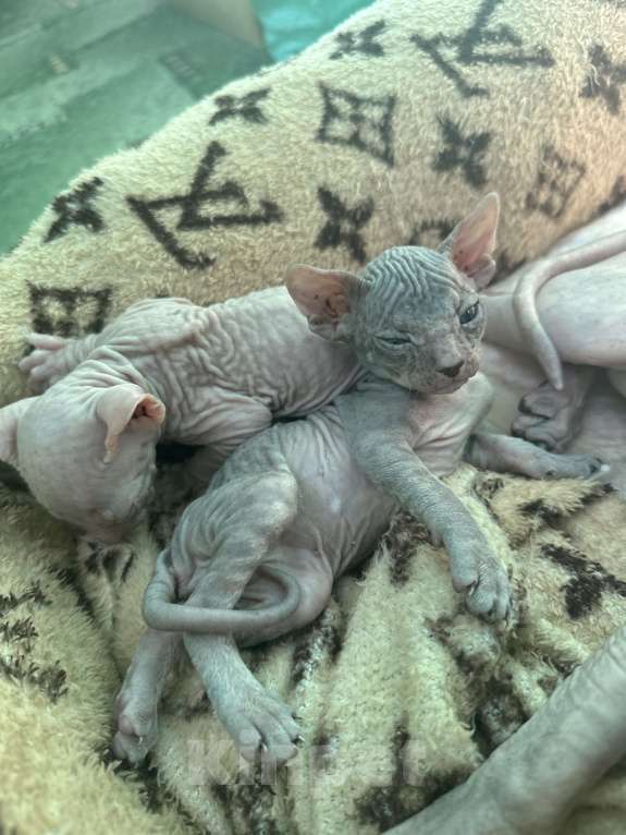 Кошки в Стерлитамаке: Котята донского сфинкса  Девочка, 6 500 руб. - фото 10