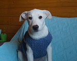 Собаки в Белоозёрском: Нежный Вильям в добрые руки! Мальчик, 100 руб. - фото 4