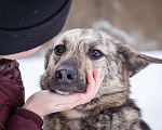 Собаки в Москве: Красивый, тигровый парень мечтает найти свою семью и дом! Мальчик, Бесплатно - фото 6