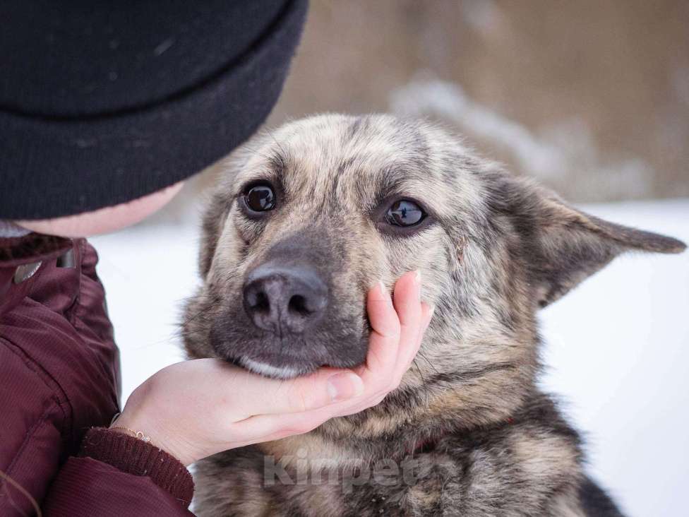 Собаки в Москве: Красивый, тигровый парень мечтает найти свою семью и дом! Мальчик, Бесплатно - фото 6