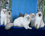 Кошки в Москве: Котята Невские маскарадные Девочка, Бесплатно - фото 7