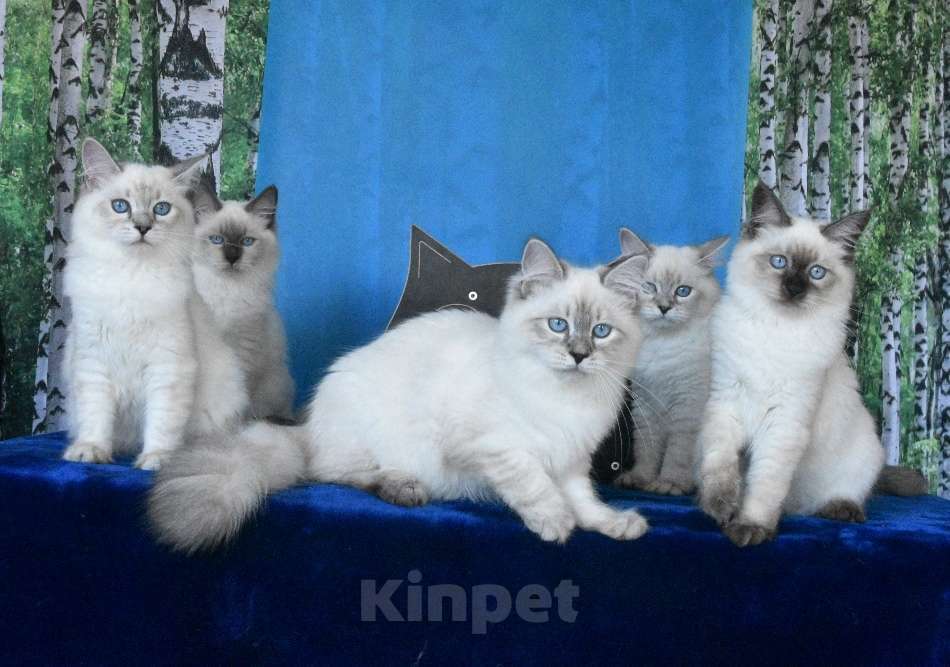 Кошки в Москве: Котята Невские маскарадные Девочка, Бесплатно - фото 7