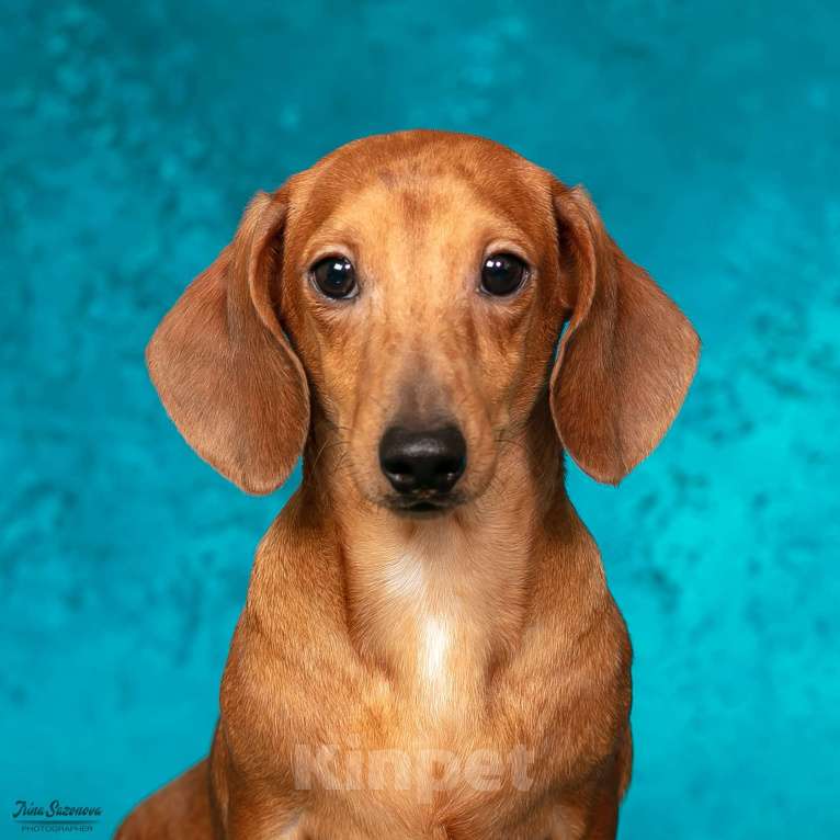 Собаки в Королеве: Породные щенки ТАКСЫ UCI. МАЛЬЧИКИ Мальчик, 55 000 руб. - фото 7