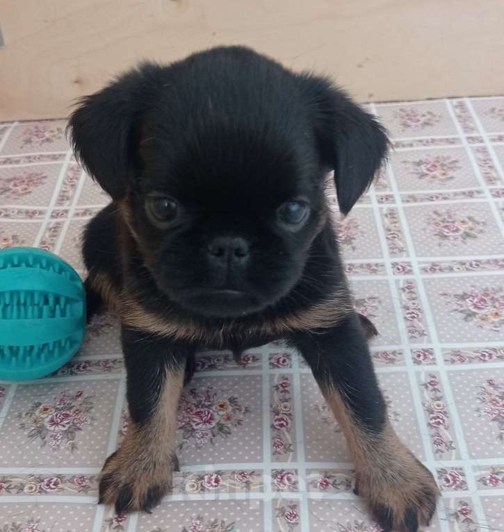 Собаки в Москве: Черно-подпалая девочка  Девочка, 55 000 руб. - фото 6