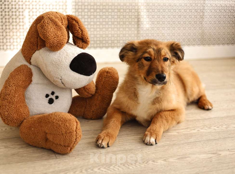 Собаки в Москве: Щенки бесплатно в Москве Девочка, Бесплатно - фото 4