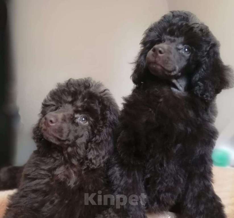 Собаки в Москве: Пудель малый средний шоколад Девочка, 100 000 руб. - фото 2