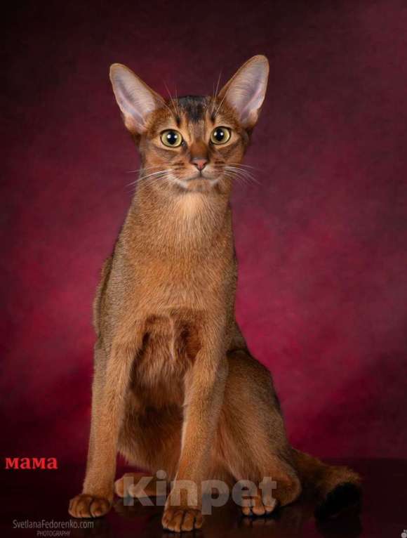 Кошки в Санкт-Петербурге: Абиссинский котенок с документами, мальчик  Мальчик, 35 000 руб. - фото 5