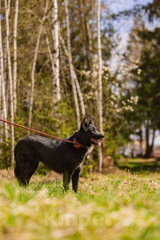 Собаки в Москве: Ненецкая оленегонная лайка Эльза в добрые руки Девочка, Бесплатно - фото 3