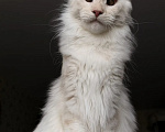 Кошки в Краснодаре: Котята Мейн-кун Разнополые, 30 000 руб. - фото 7