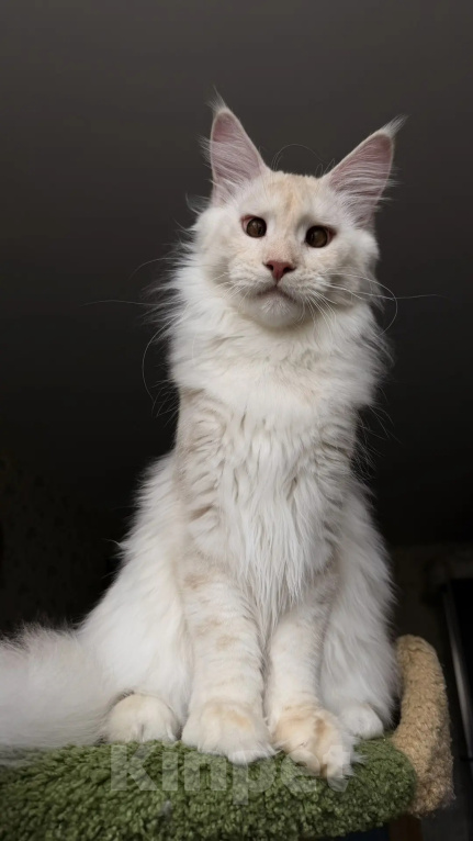 Кошки в Краснодаре: Котята Мейн-кун Разнополые, 30 000 руб. - фото 7