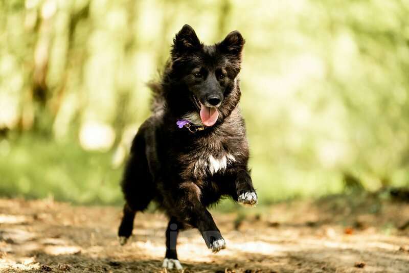 Собаки в Москве: Красавица Рита в добрые руки. Девочка, Бесплатно - фото 3