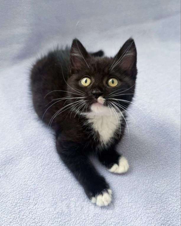 Кошки в Москве: Черный котенок девочка в добрые руки  Девочка, Бесплатно - фото 3