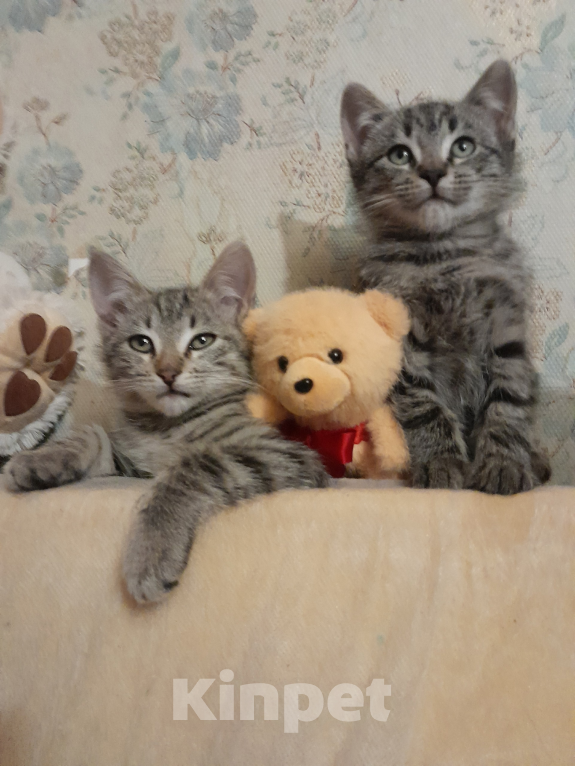 Кошки в других городах Ленинградской области: Бэм и Симба ищут дом Мальчик, Бесплатно - фото 7