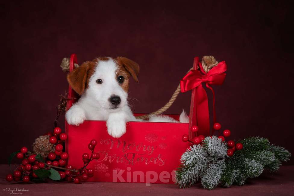 Собаки в Санкт-Петербурге: Марлекс Солар Николь Девочка, 50 000 руб. - фото 6