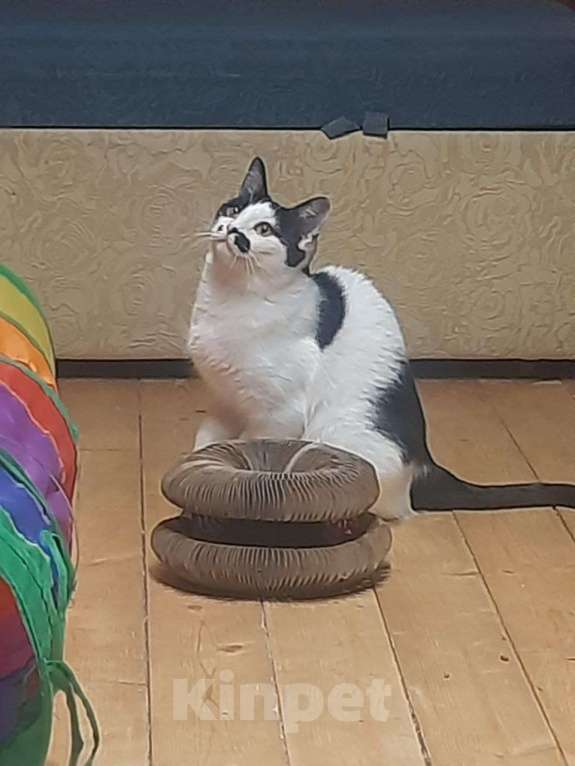 Кошки в Москве: Отдаю кошечку бесплатно Девочка, Бесплатно - фото 1