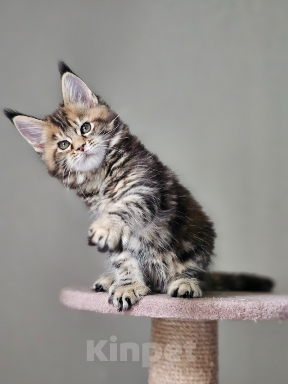 Кошки в Домодедово: Девочка мейн-кун Девочка, 50 000 руб. - фото 3
