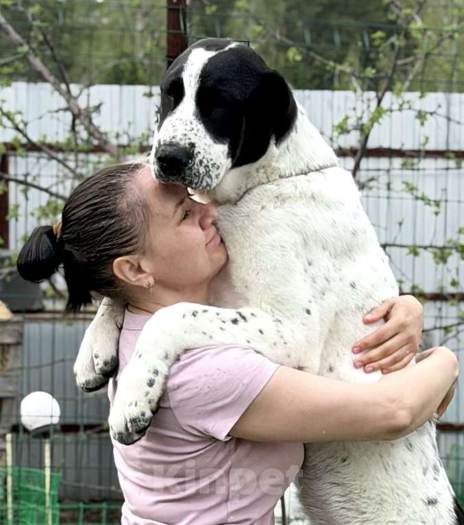 Собаки в других городах Свердловской области: Наследие Воина Ностра Девочка, 50 000 руб. - фото 1