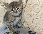 Кошки в Волгограде: Котята в добрые руки Девочка, Бесплатно - фото 7