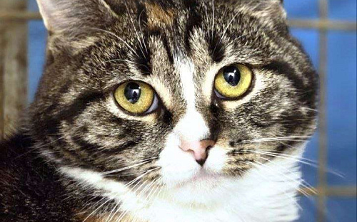 Тося - Кошка с большой буквы.