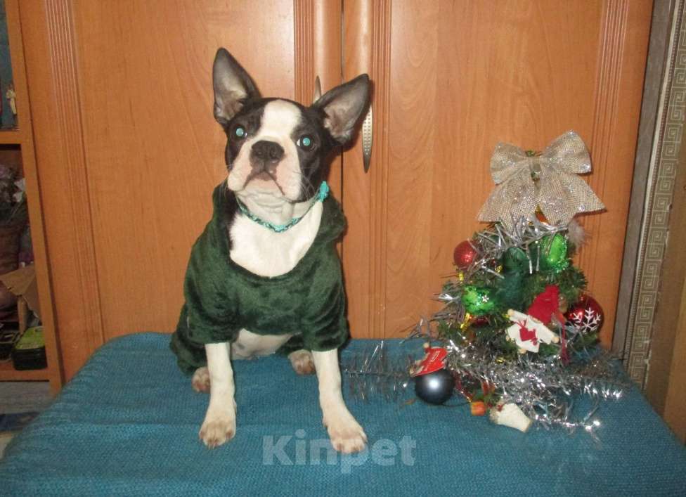 Собаки в Пскове: Бостон терьер, девочки Девочка, 50 000 руб. - фото 4