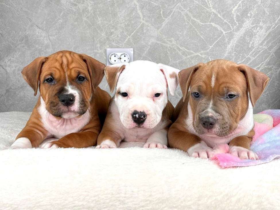 Собаки в Краснодаре: Американский стаффордширский терьер щенок  Мальчик, 80 000 руб. - фото 1