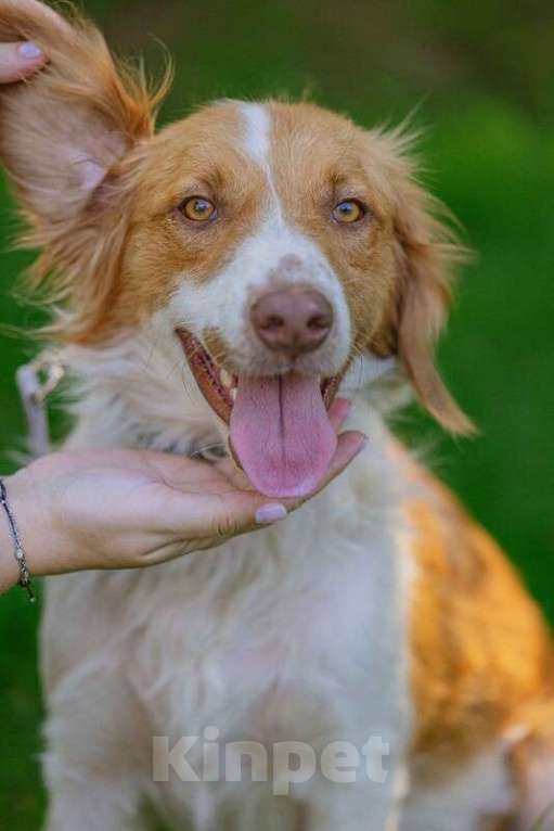 Собаки в Москве: Рыжий бордер-колли Ганс в добрые руки Мальчик, 1 руб. - фото 4