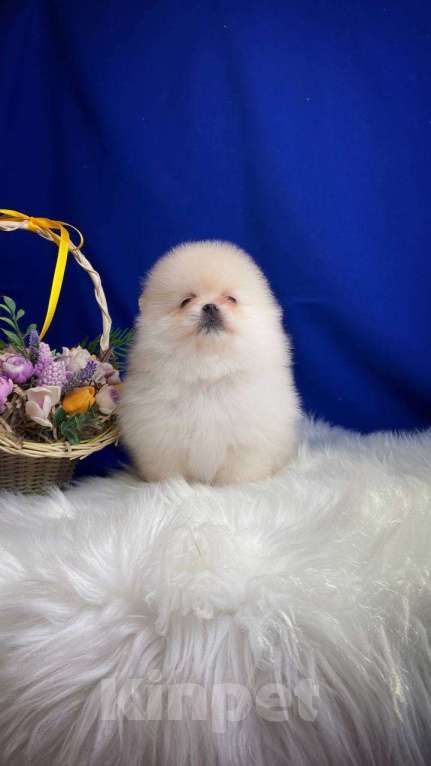 Собаки в других городах Московской области: Померанский шпиц ласковая девочка Девочка, 40 000 руб. - фото 2