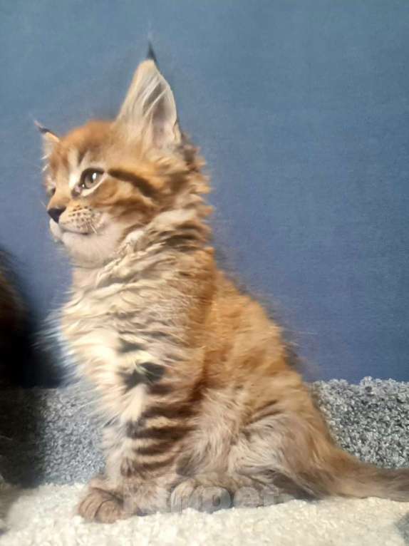 Кошки в других городах Ярославской области: Мейн кун девочка Девочка, Бесплатно - фото 4