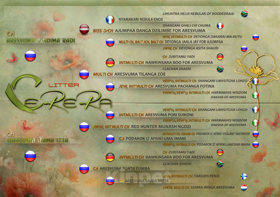 Собаки в других городах Московской области: Щенки риджбека из питомника РКФ Девочка, 80 000 руб. - фото 4