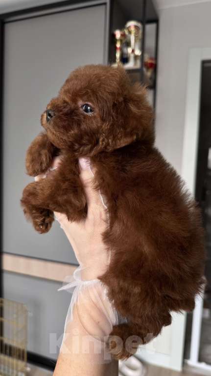 Собаки в Москве: Мальчик Тедди Пудель Мальчик, 170 000 руб. - фото 3