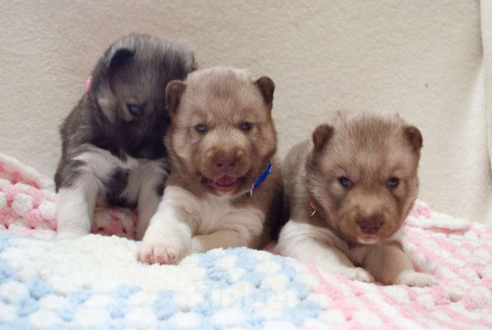 Собаки в Екатеринбурге: Девочки хаски РКФ Девочка, 45 000 руб. - фото 7