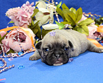 Собаки в Клине: Французские бульдоги цветные, крем и голубой соболь Мальчик, 40 000 руб. - фото 4