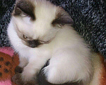 Кошки в Симферополе: Тайский, котенок принц , 15 000 руб. - фото 6