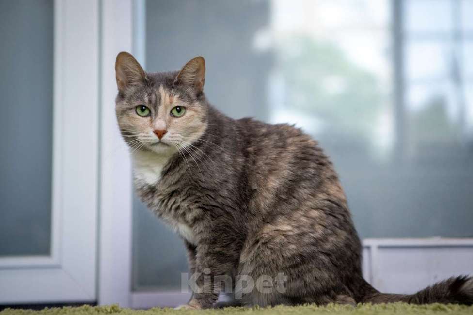 Кошки в Москве: Стефани Девочка, Бесплатно - фото 2